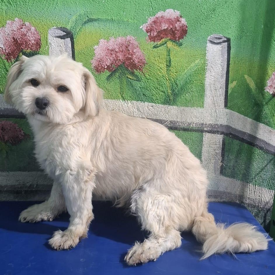Enlarge Mr. Fluffy Duke, a Adoptable mixed breed in Vancouver, BC image 3/5