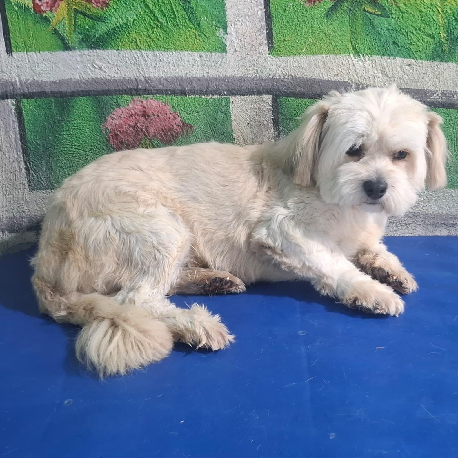 Enlarge Mr. Fluffy Duke, a Adoptable mixed breed in Vancouver, BC image 2/5
