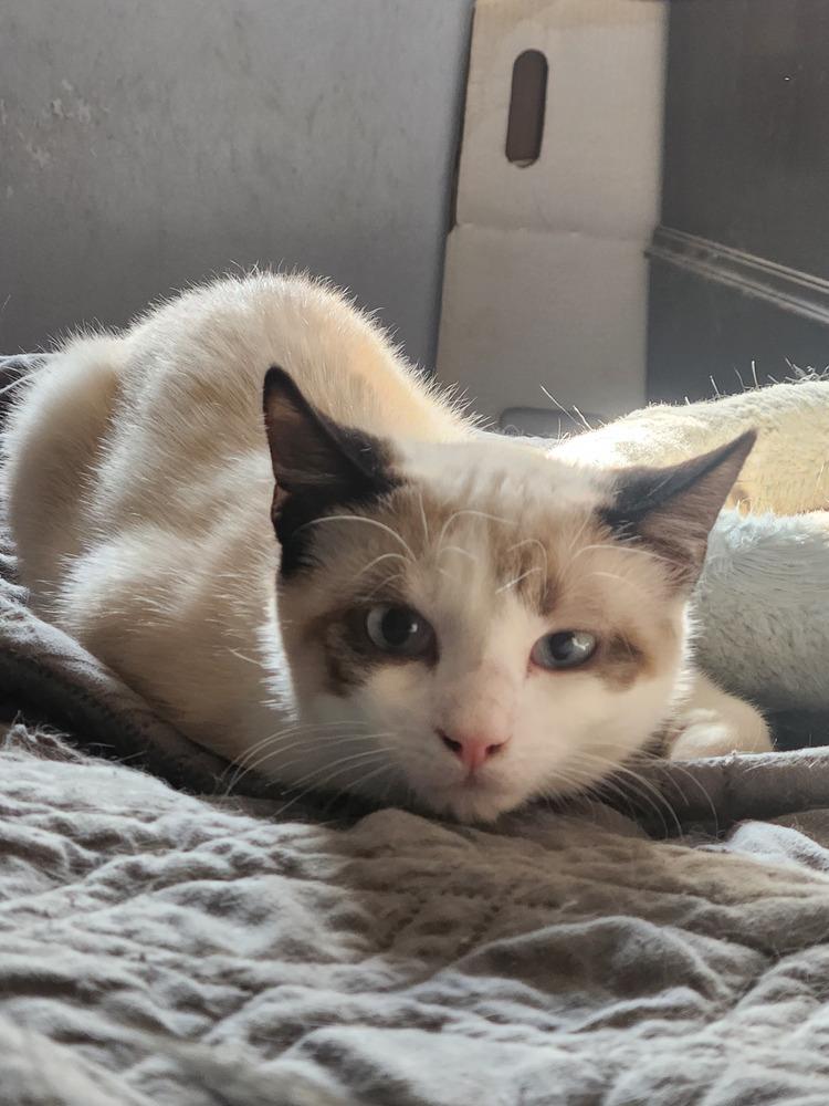 Enlarge Viper AKA Evie Westbury, a Adoptable mixed breed in Westbury, NY image 1/4
