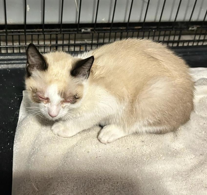 Enlarge Viper AKA Evie Westbury, a Adoptable mixed breed in Westbury, NY image 4/4