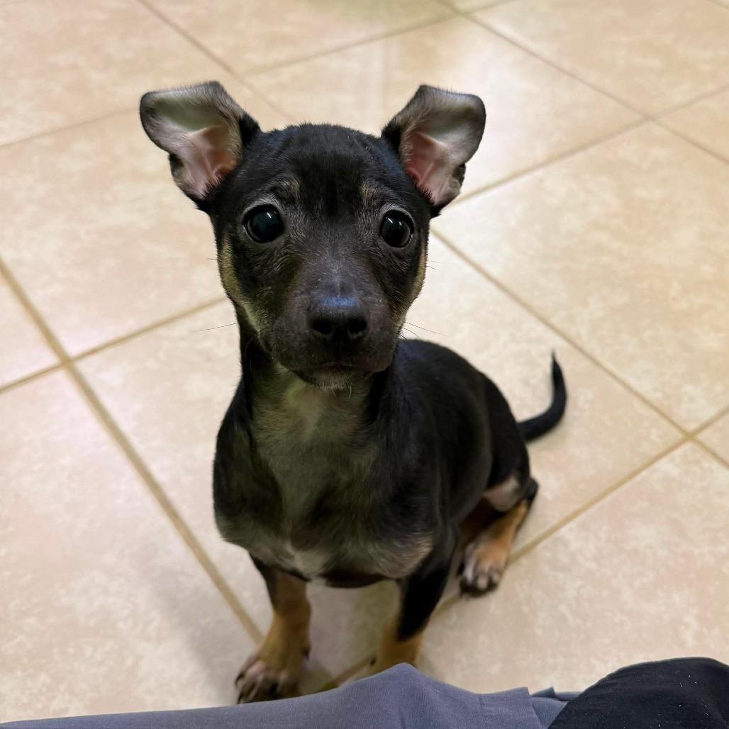 Gumdrop, a Adoptable mixed breed in Jackson, MO image 1/3