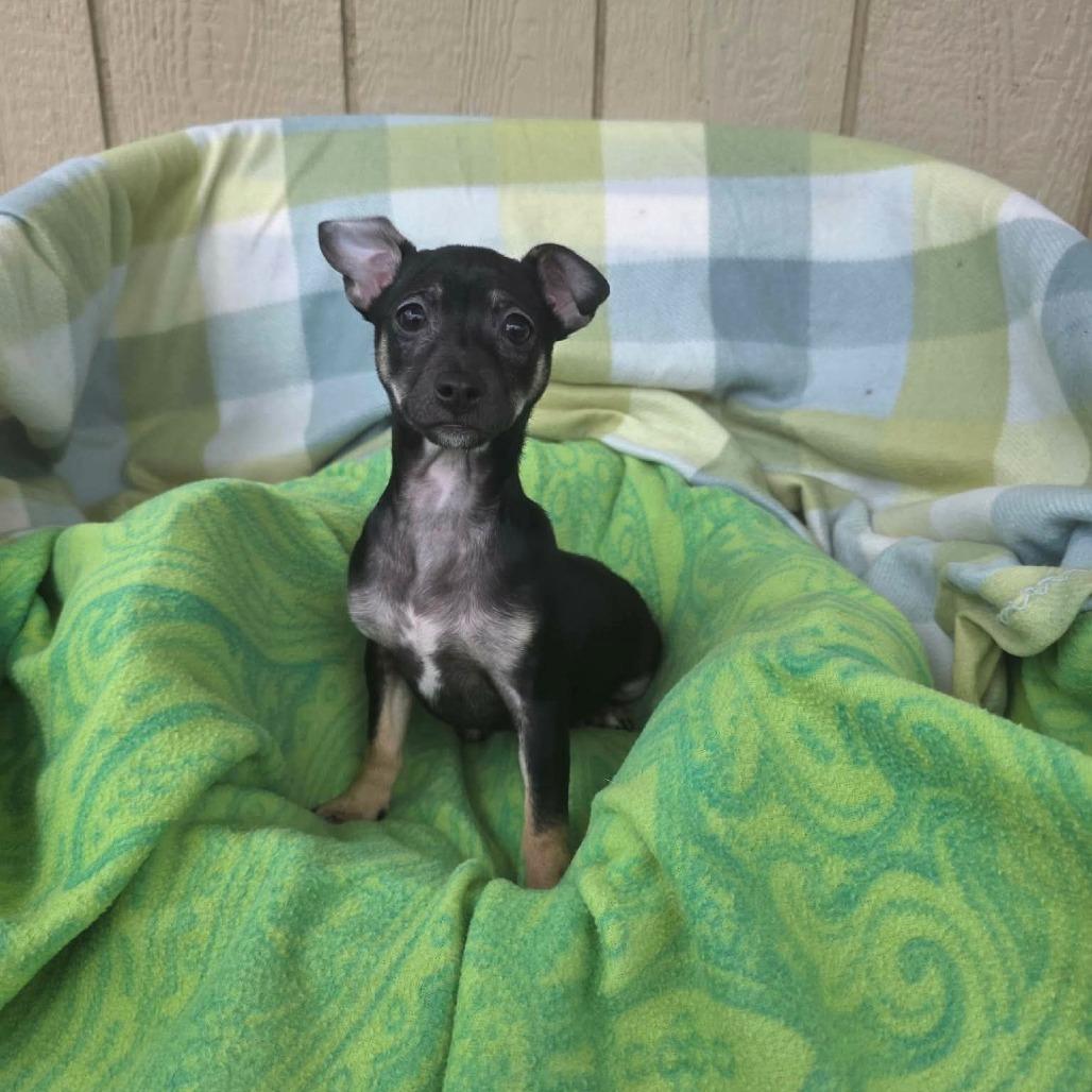 Gumdrop, a Adoptable mixed breed in Jackson, MO image 2/3