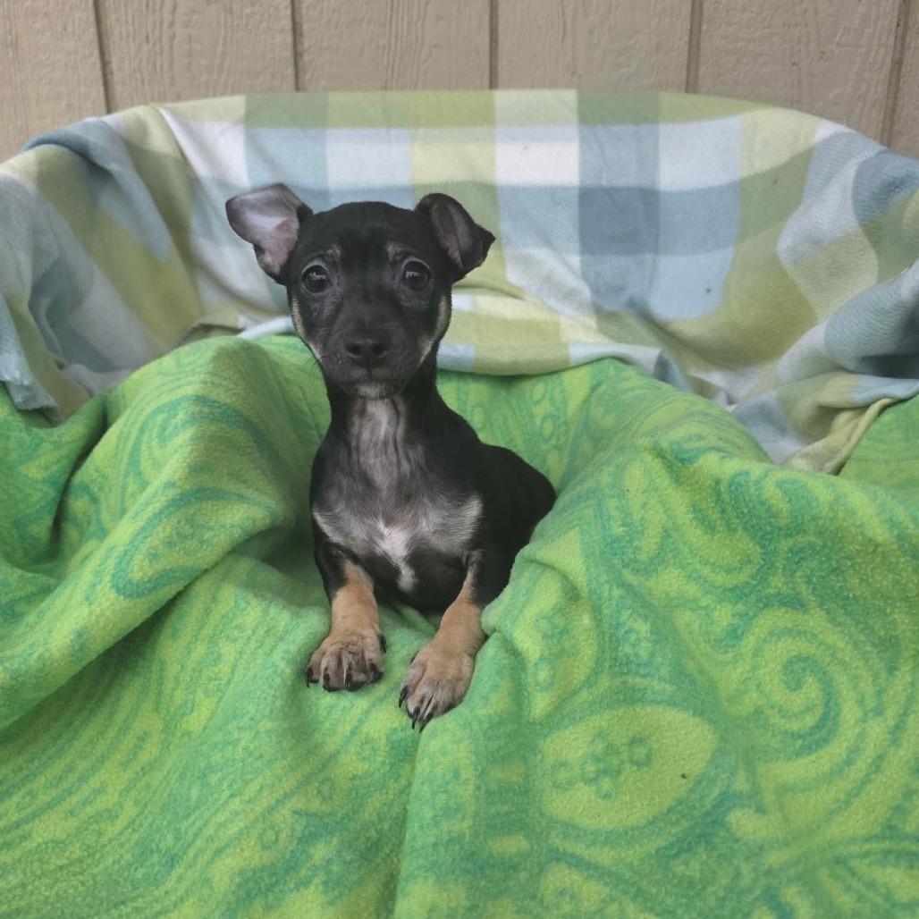 Gumdrop, a Adoptable mixed breed in Jackson, MO image 3/3