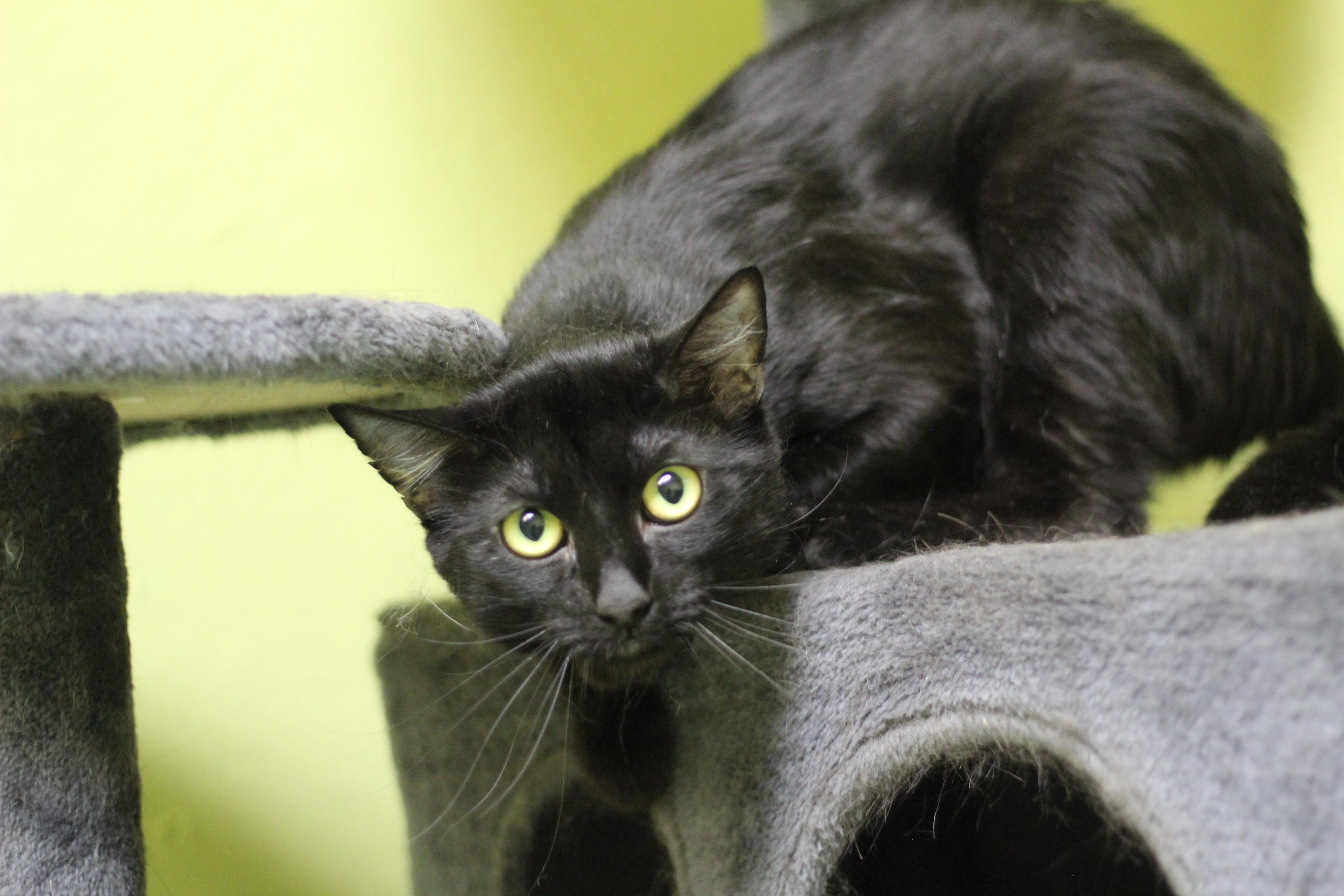 Dill, adopted, Adult Male Domestic Short Hair.