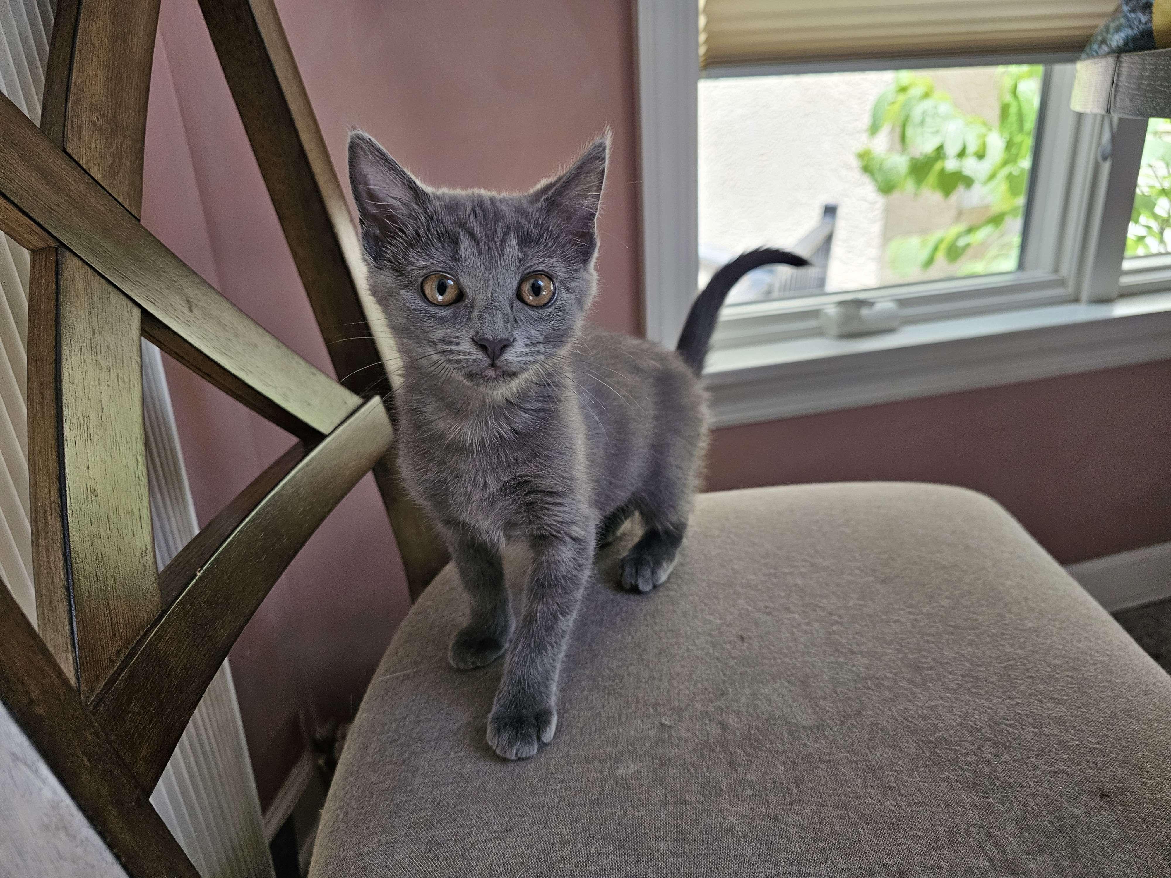 Misty (FCID# 06/11/2025 - 10) DC