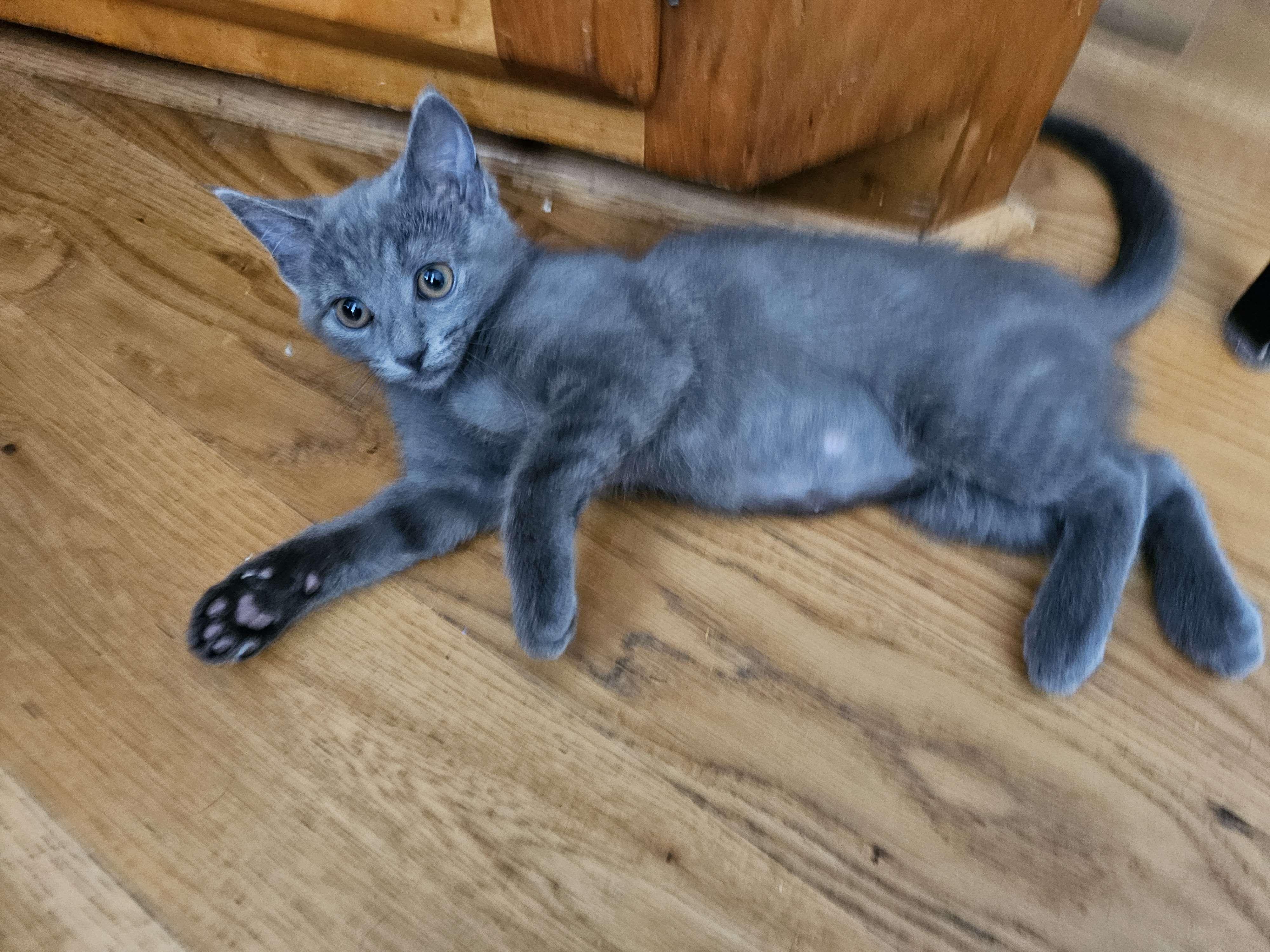 Misty (FCID# 06/11/2025 - 10) DC