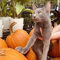 Enlarge Smokie, a Adoptable mixed breed in Newborn, GA image 4/5