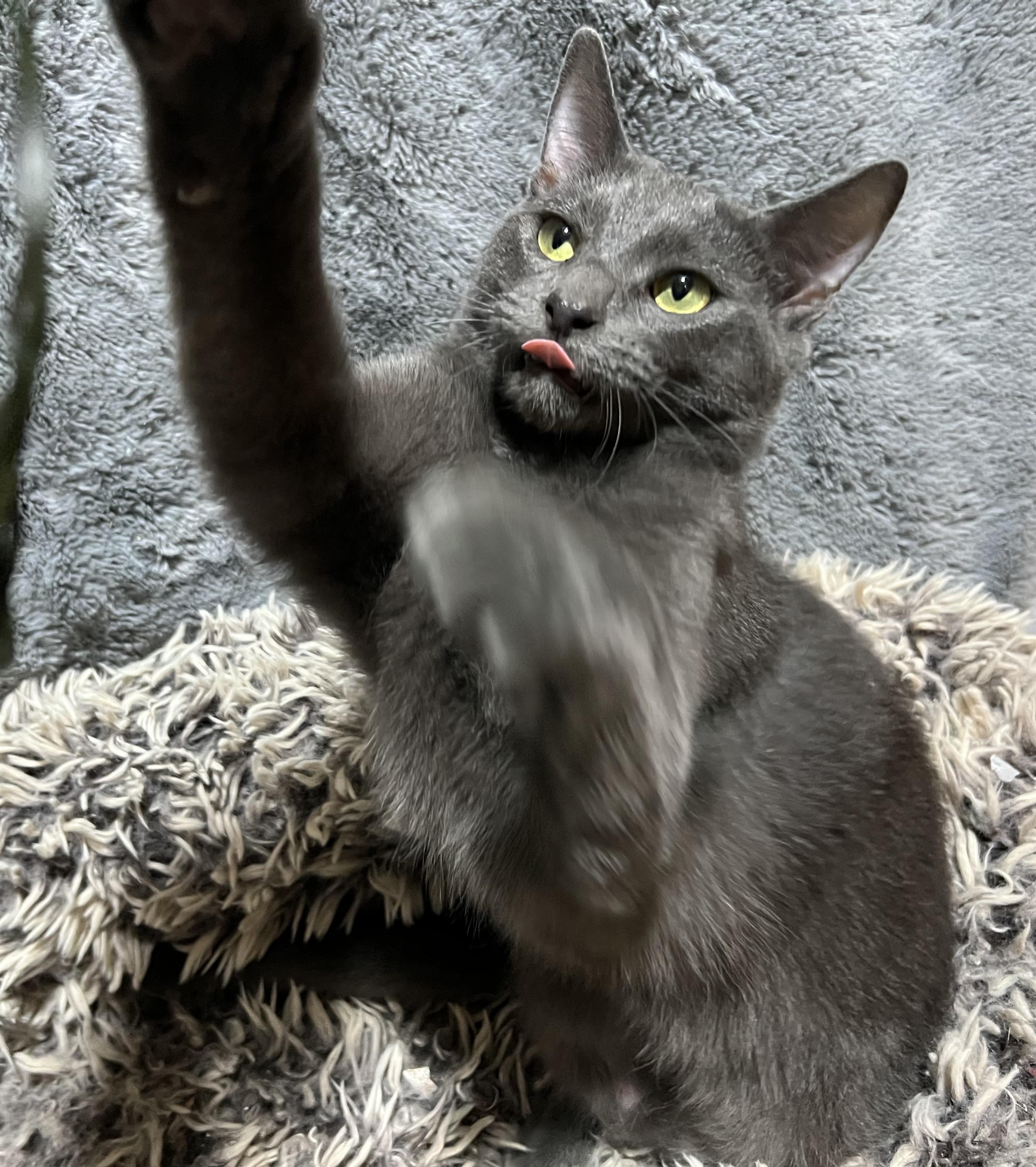 Enlarge Smokie, a Adoptable mixed breed in Newborn, GA image 2/4