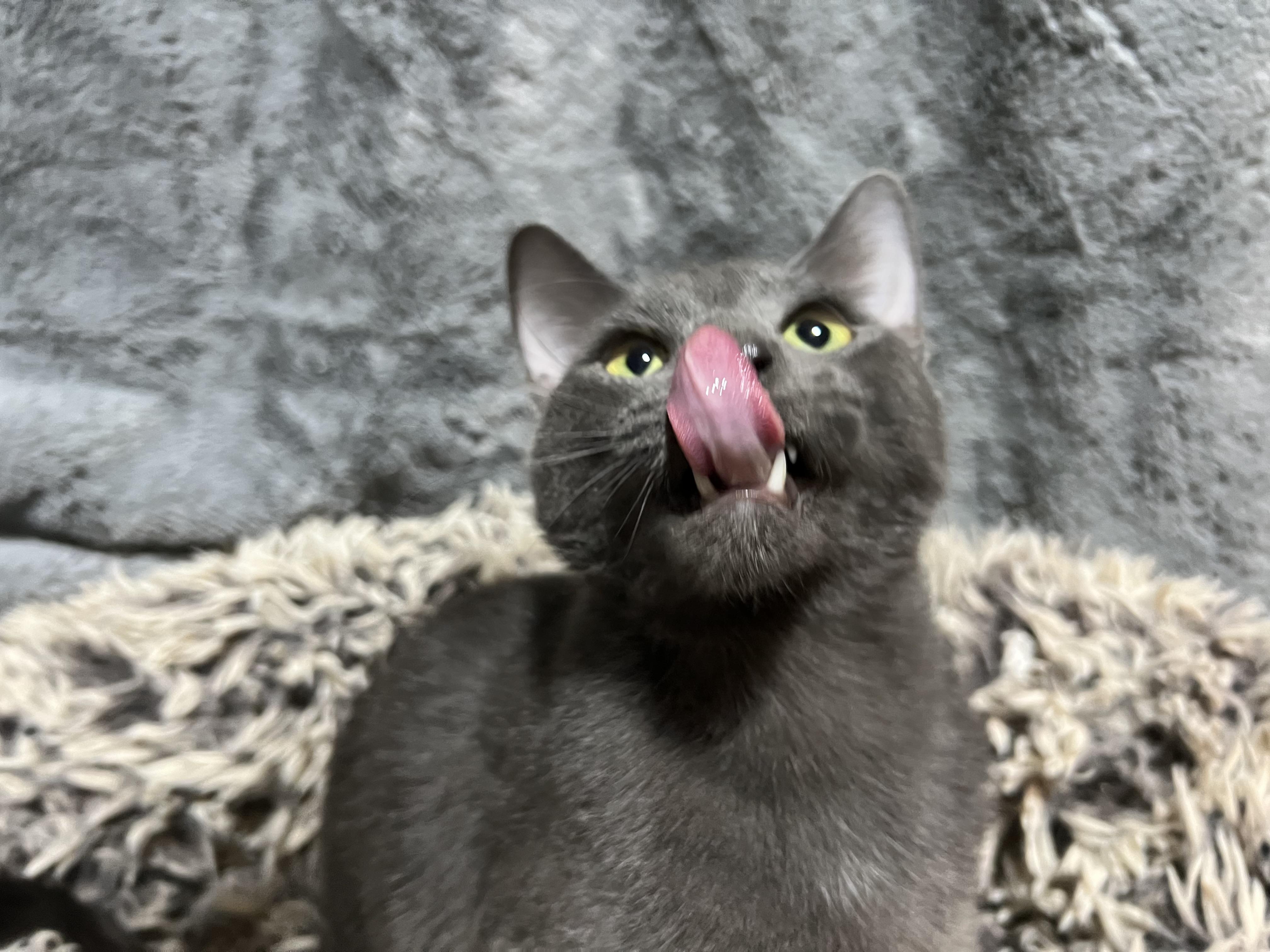 Enlarge Smokie, a Adoptable mixed breed in Newborn, GA image 1/4