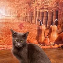 Enlarge Smokie, a Adoptable mixed breed in Newborn, GA image 5/5