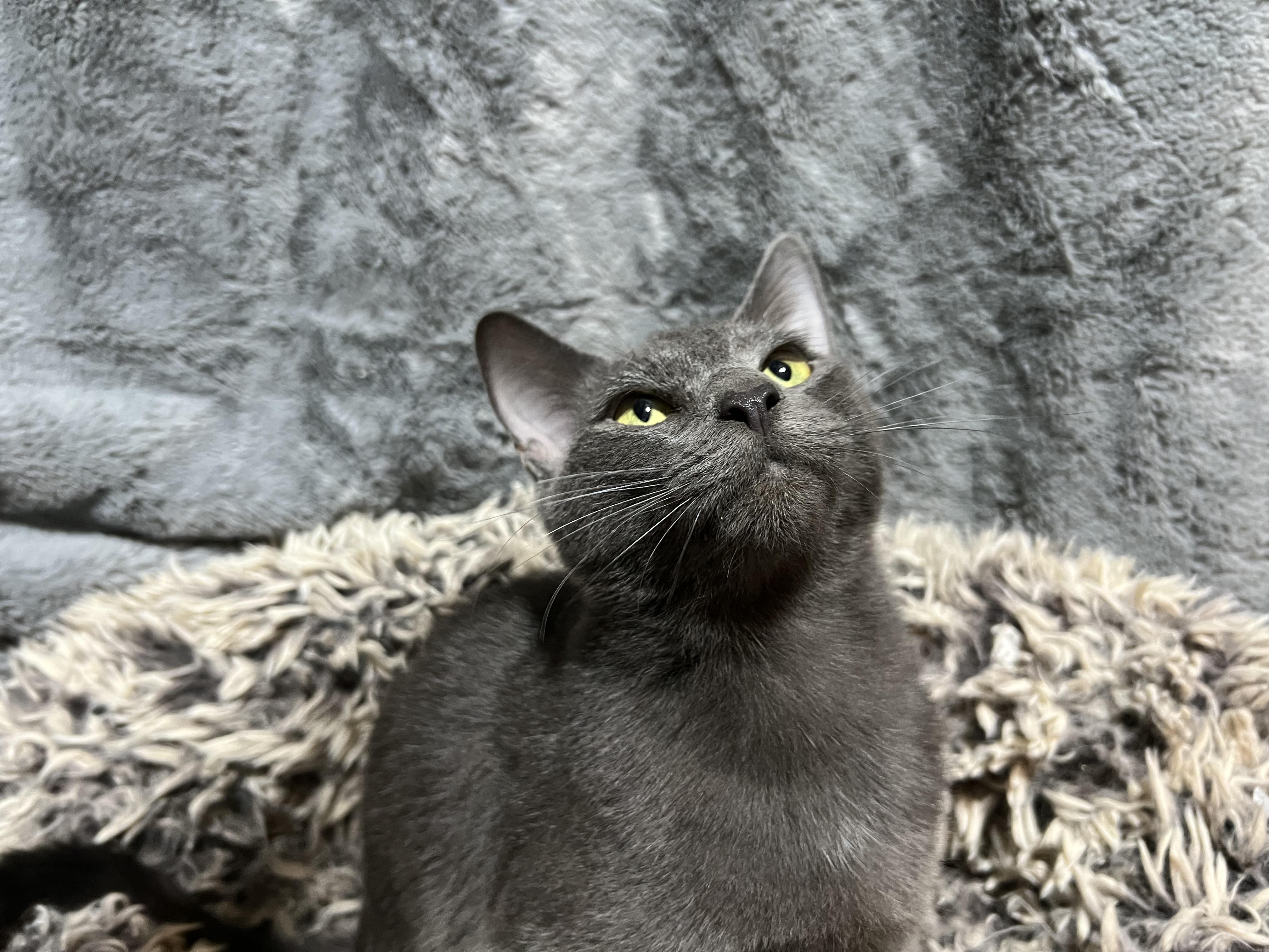 Enlarge Smokie, a Adoptable mixed breed in Newborn, GA image 4/4