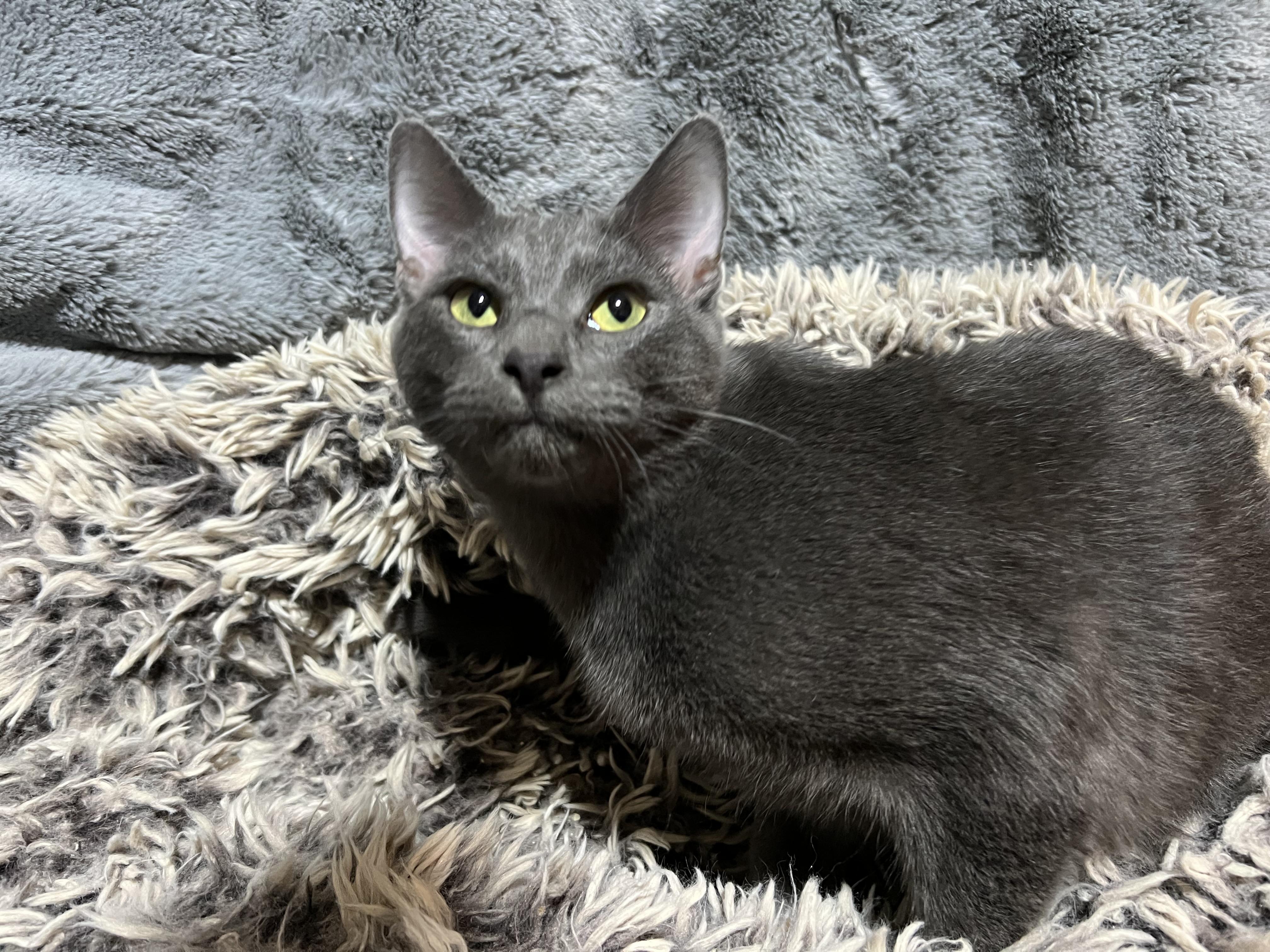 Enlarge Smokie, a Adoptable mixed breed in Newborn, GA image 3/4