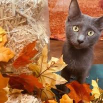 Enlarge Smokie, a Adoptable mixed breed in Newborn, GA image 2/5