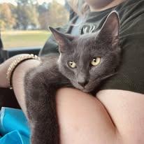 Enlarge Smokie, a Adoptable mixed breed in Newborn, GA image 1/5