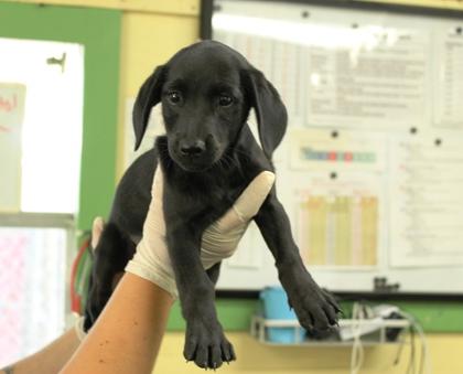Enlarge Rocky, a Adoptable mixed breed in Picayune, MS image 1/3
