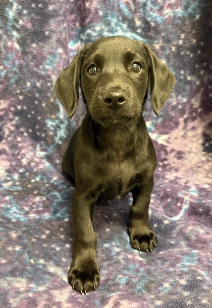 Enlarge Rocky, a Adoptable mixed breed in Picayune, MS image 2/3