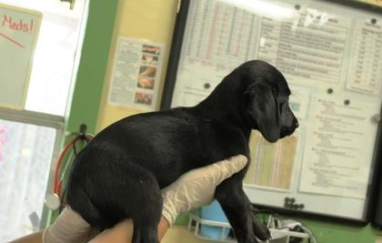Enlarge Rocky, a Adoptable mixed breed in Picayune, MS image 3/3