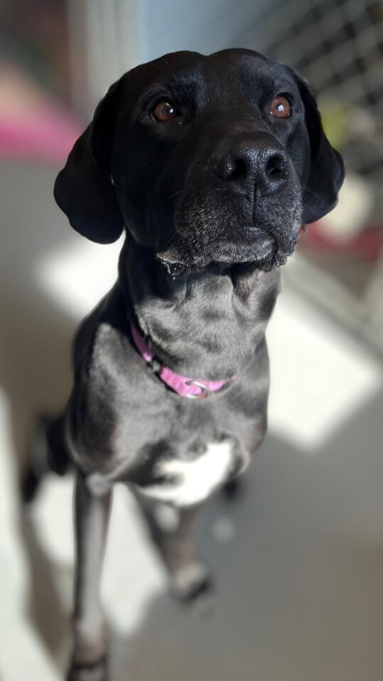 Enlarge Lox, a Adoptable mixed breed in Barron, WI image 1/5