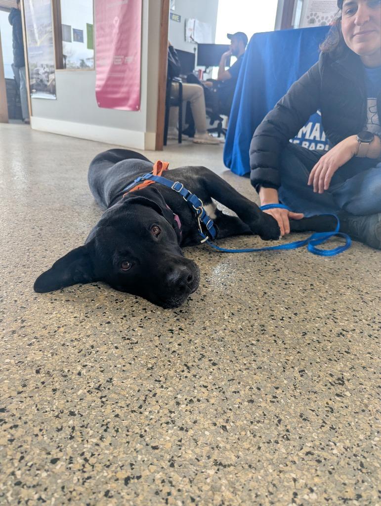 Enlarge Lox, a Adoptable mixed breed in Barron, WI image 2/5