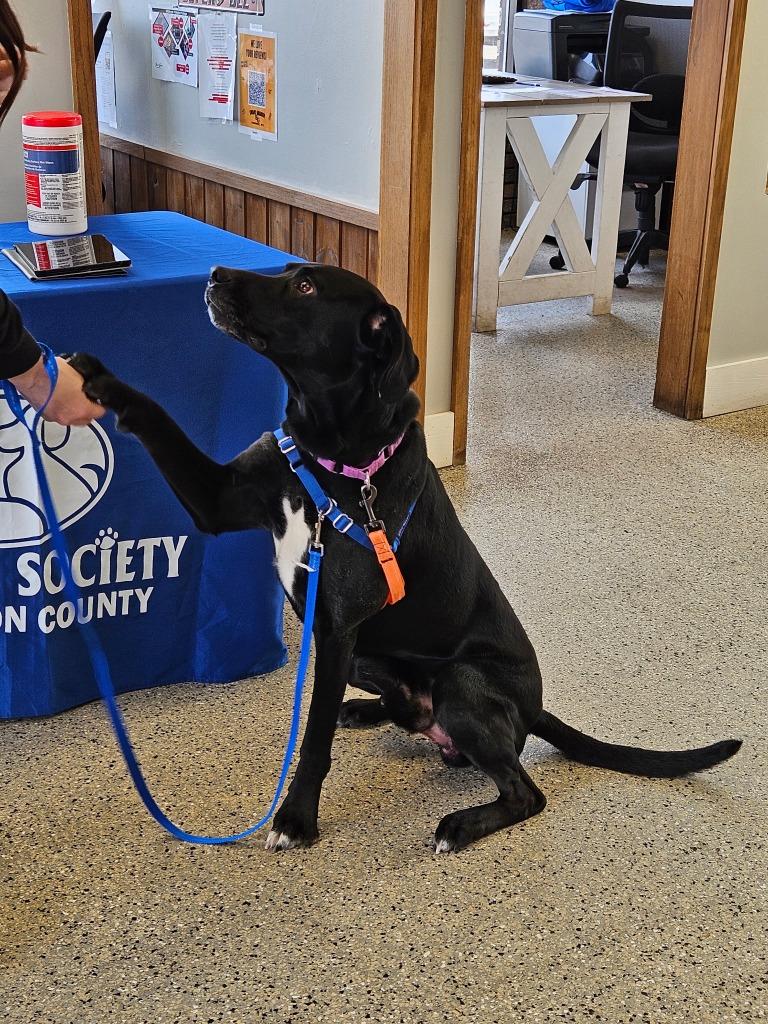 Enlarge Lox, a Adoptable mixed breed in Barron, WI image 3/5