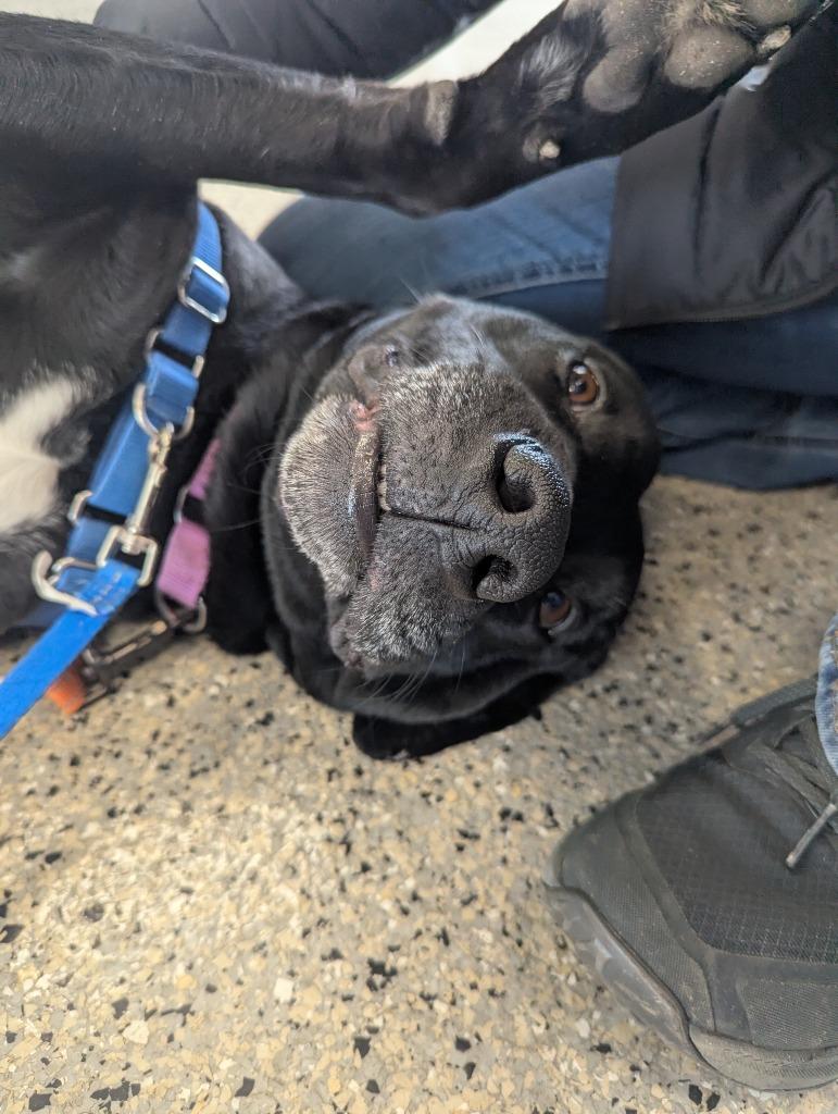 Enlarge Lox, a Adoptable mixed breed in Barron, WI image 4/5