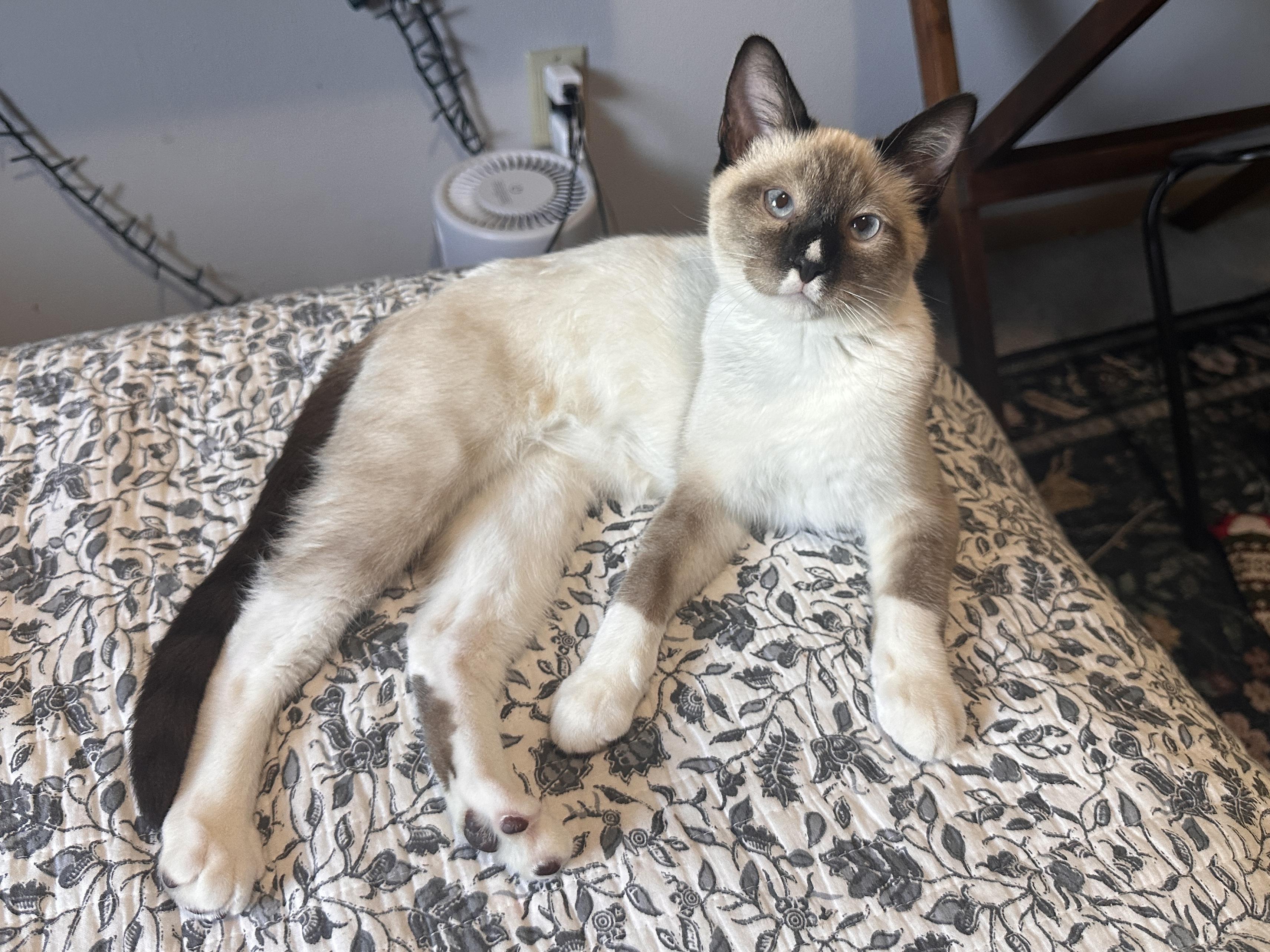 Tommy Pickles, Adopted, Young Male Siamese.