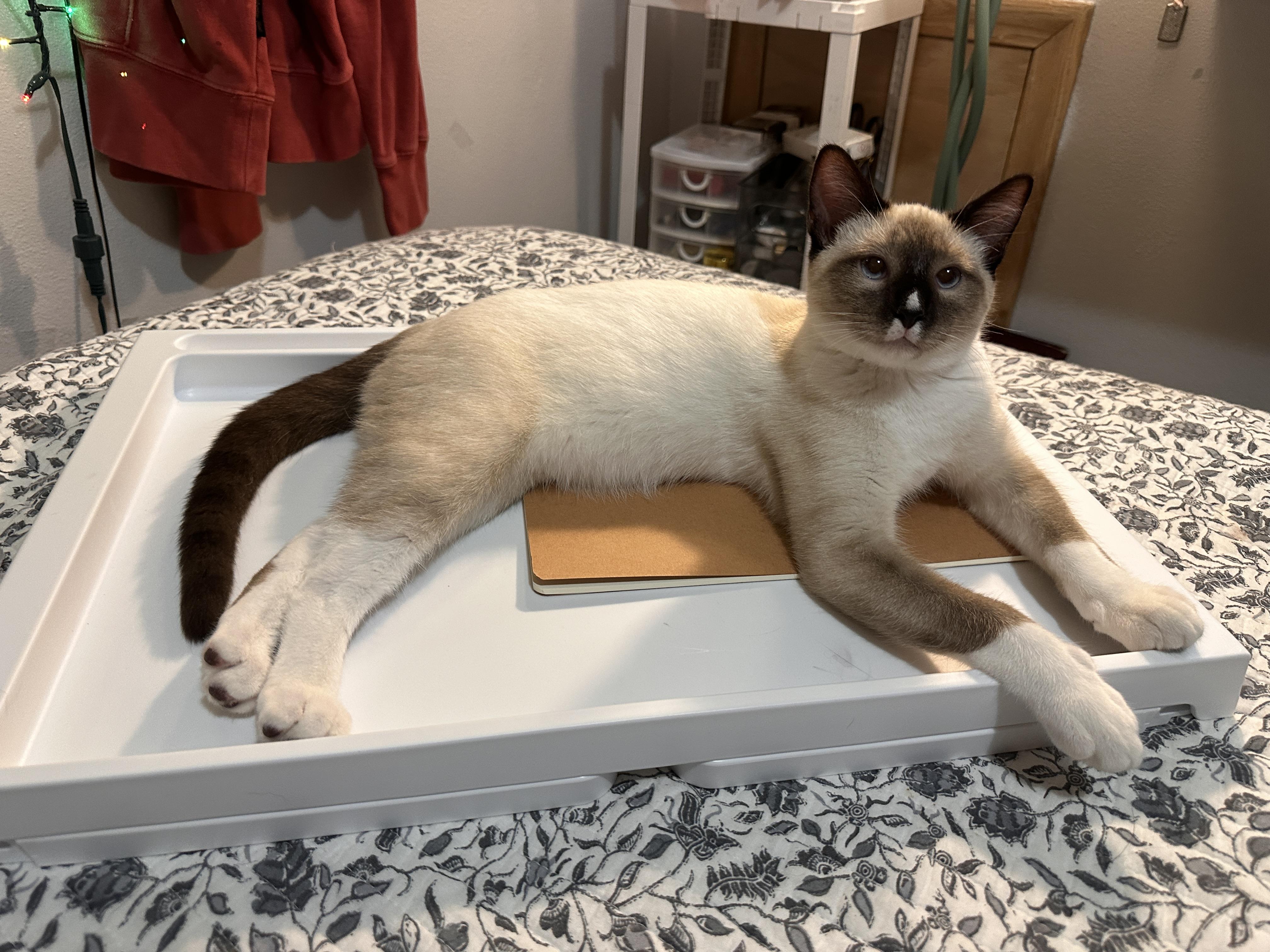 Enlarge Tommy Pickles, a Adopted Siamese in Blaine, MN image 4/4