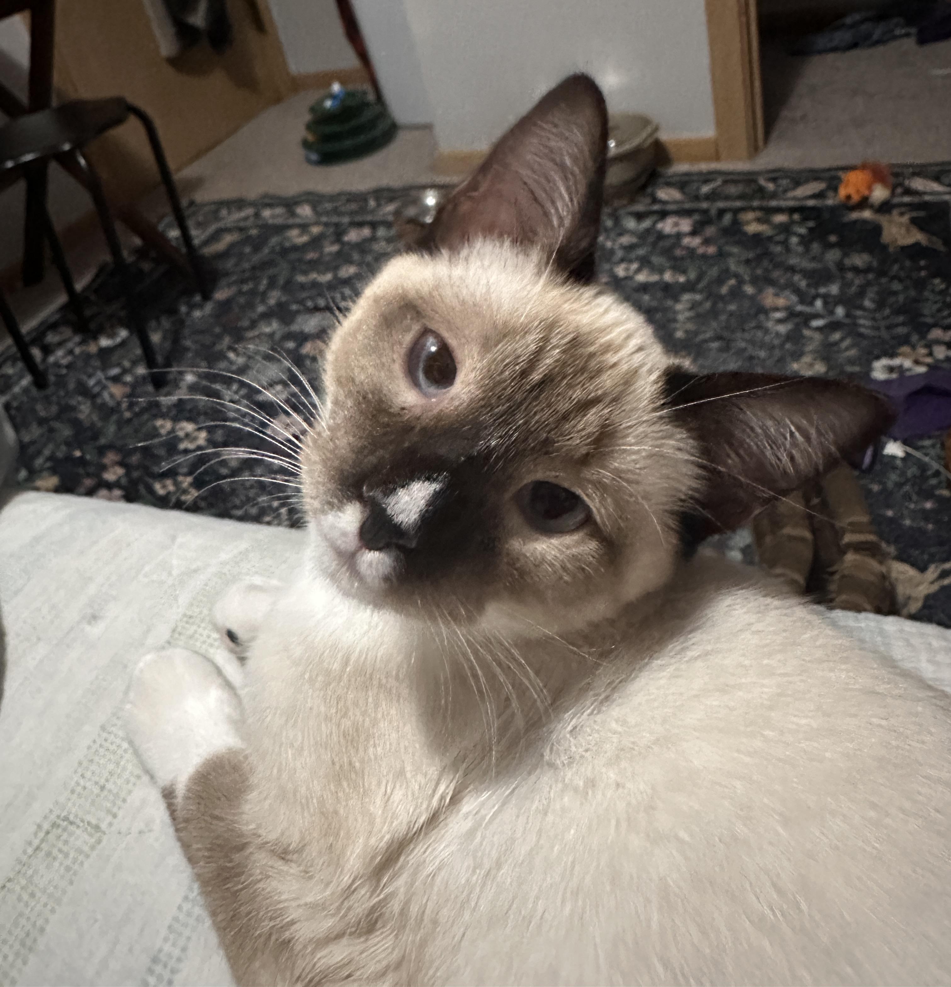 Enlarge Tommy Pickles, a Adopted Siamese in Blaine, MN image 2/4