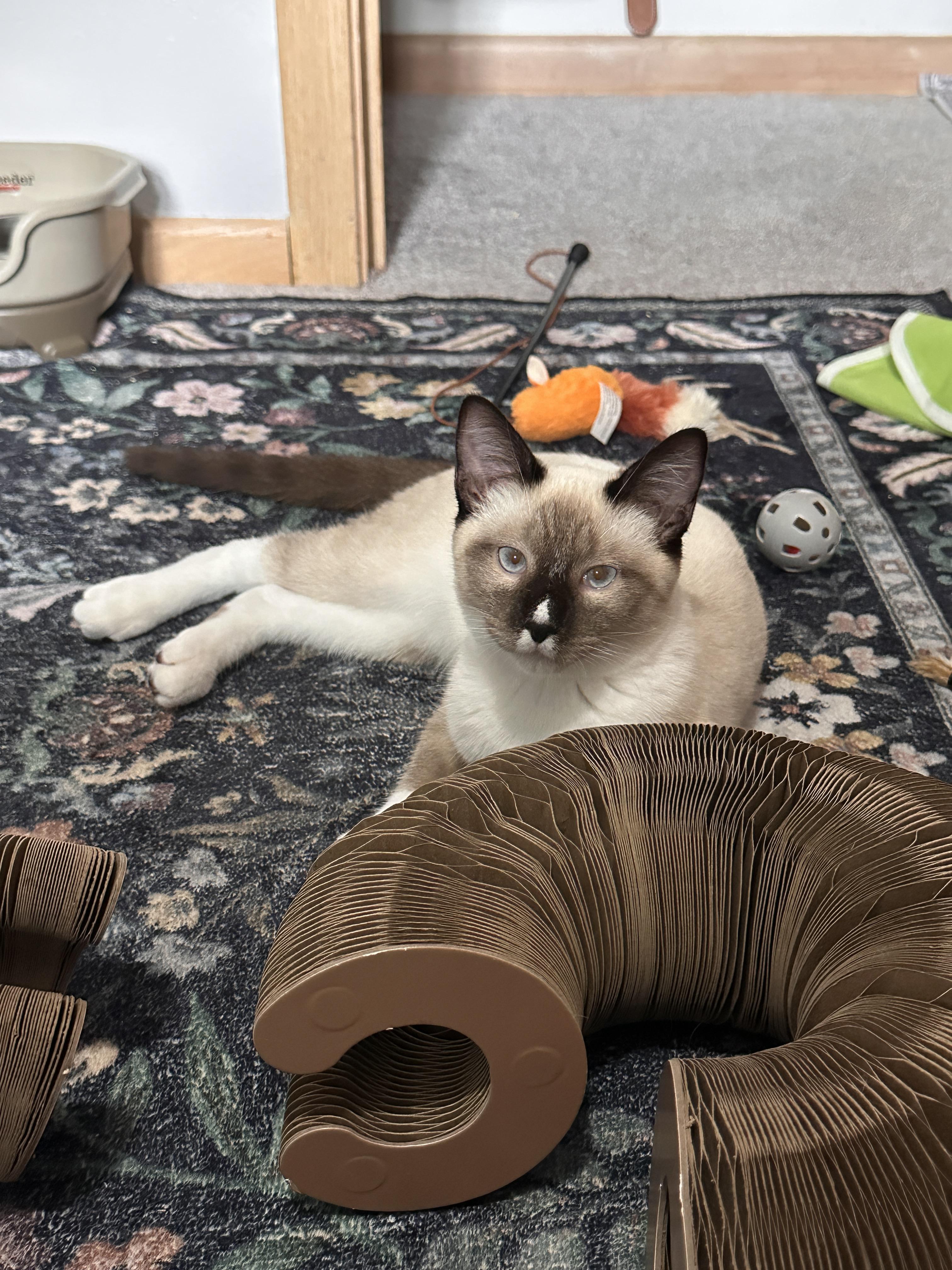 Enlarge Tommy Pickles, a Adopted Siamese in Blaine, MN image 3/4
