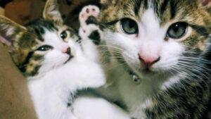 Enlarge Amethyst, a ADOPTABLE Domestic Short Hair in Mississauga, ON image 4/6