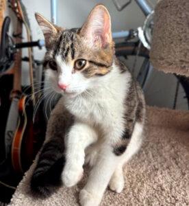 Enlarge Amethyst, a ADOPTABLE Domestic Short Hair in Mississauga, ON image 2/6