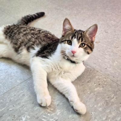 Enlarge Amethyst, a ADOPTABLE Domestic Short Hair in Mississauga, ON image 1/6