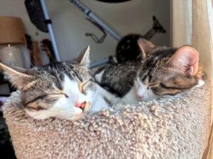 Enlarge Amethyst, a ADOPTABLE Domestic Short Hair in Mississauga, ON image 6/6