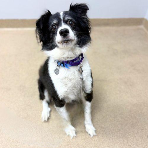 Enlarge KONA, a Adoptable Australian Shepherd in Aurora, CO image 1/1