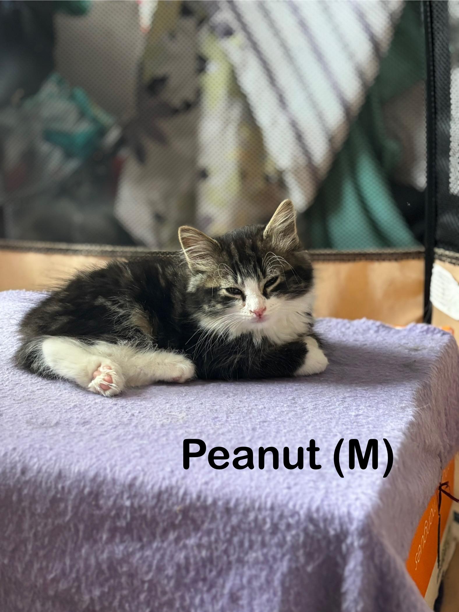 Enlarge Peanut & Honey, an adopted Domestic Short Hair in Canton, MA image 2/2