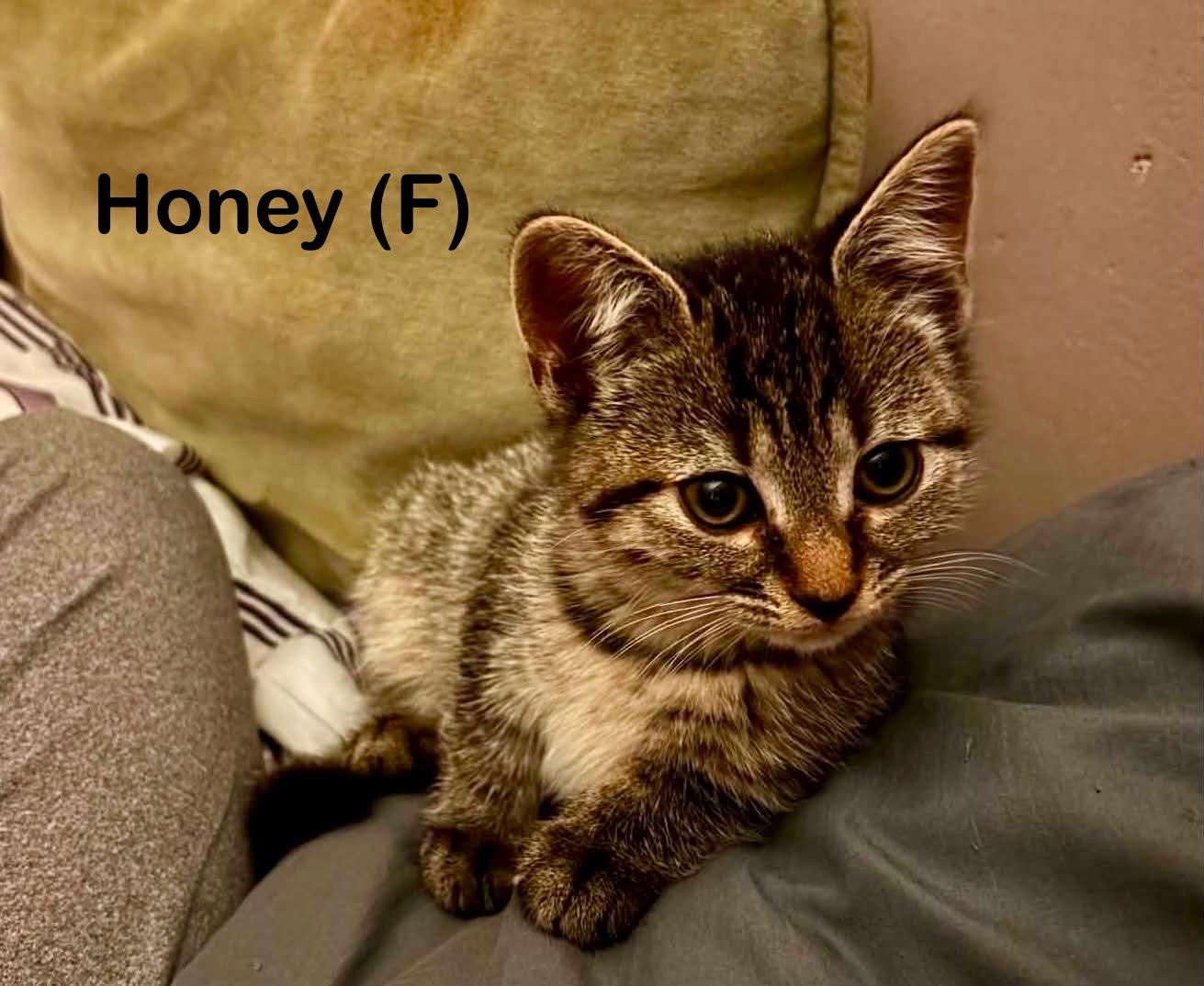 Enlarge Peanut & Honey, an adopted Domestic Short Hair in Canton, MA image 1/2