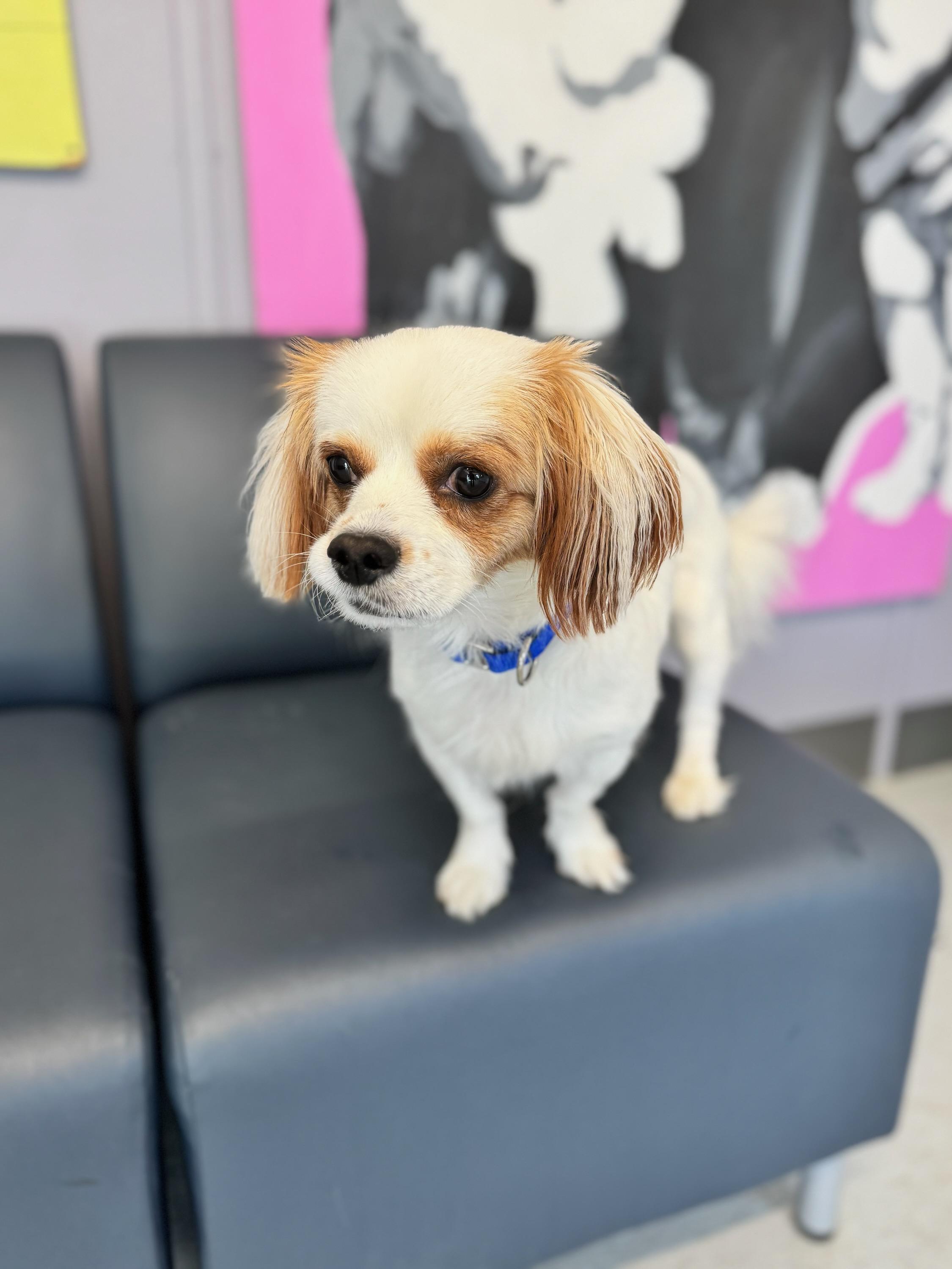 Ross, Adoptable, Adult Male Mixed Breed.