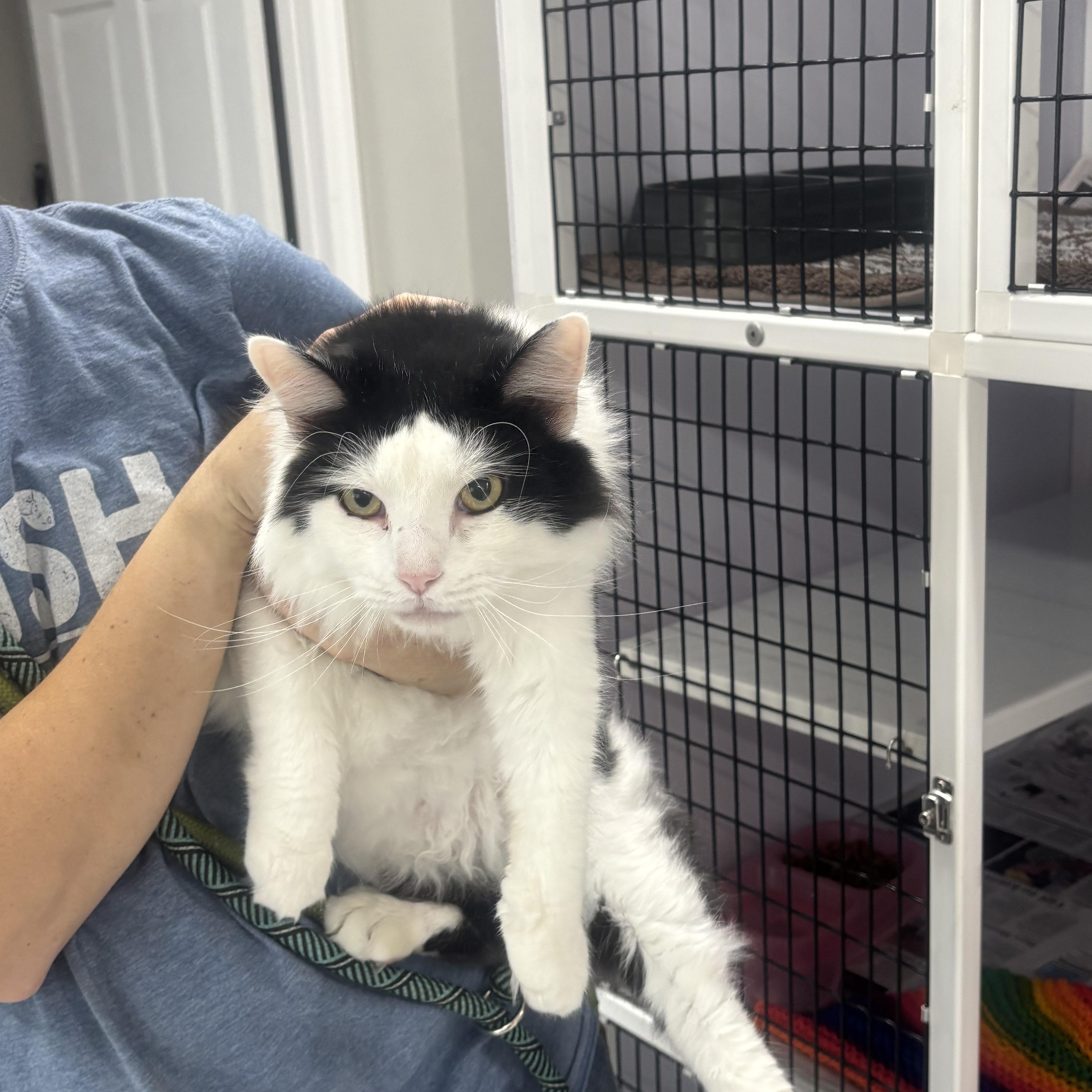 Malcolm, Adoptable, Adult Male Domestic Long Hair.