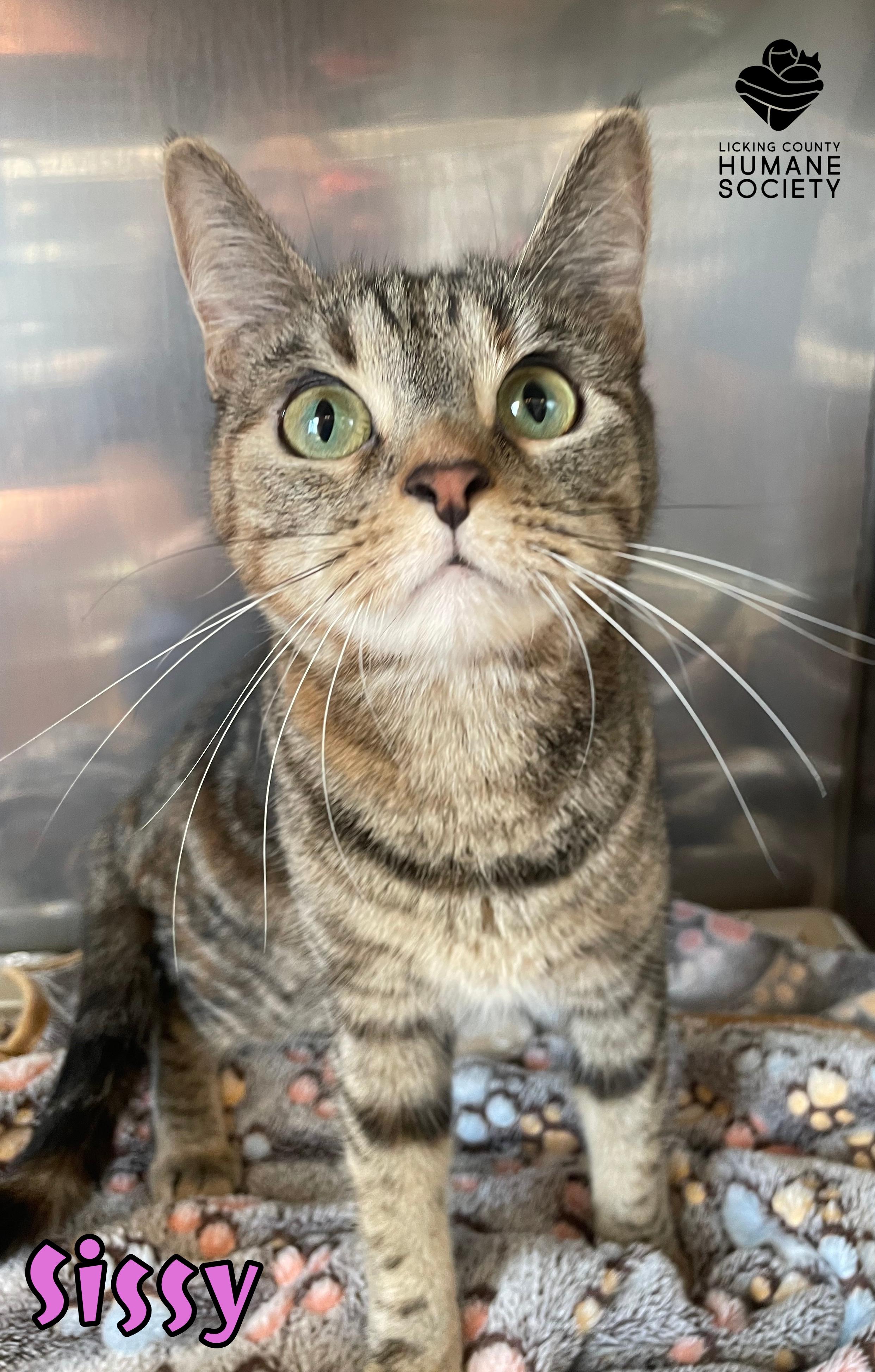 Enlarge Sissy, a Adoptable Domestic Short Hair in Heath, OH image 1/1