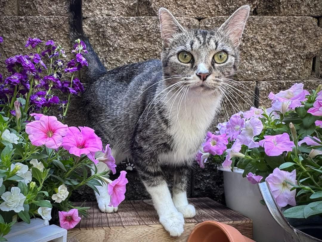 Magnolia, ADOPTABLE, Adult Female Domestic Short Hair.