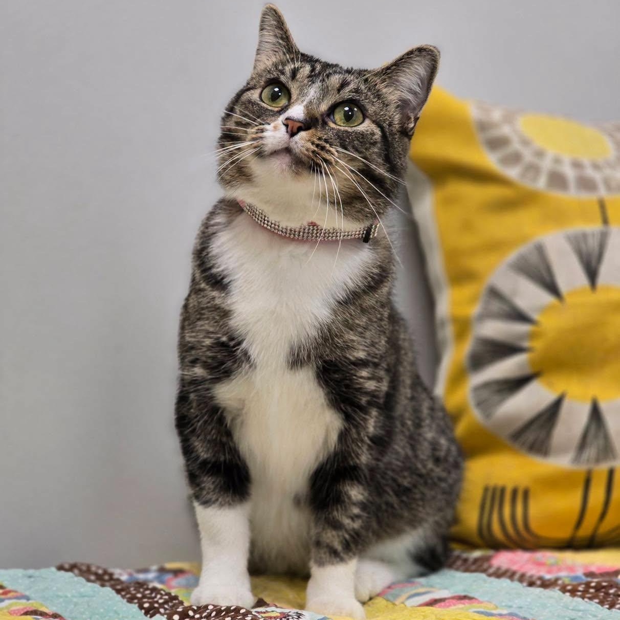 Magnolia, ADOPTABLE, Adult Female Domestic Short Hair.