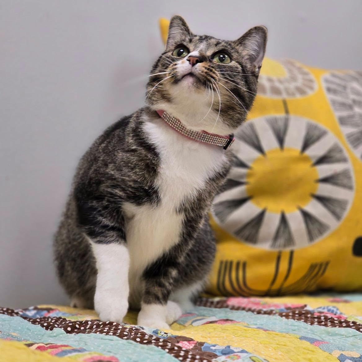 Enlarge Magnolia, a ADOPTABLE Domestic Short Hair in Effingham, IL image 2/3