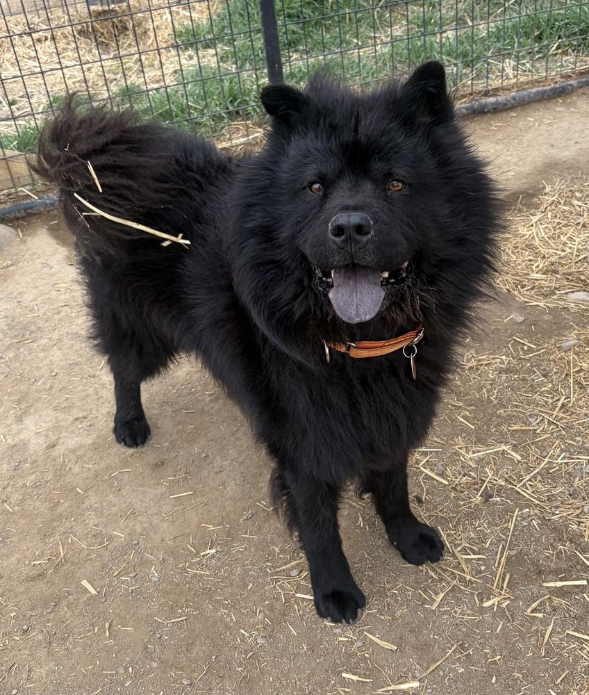 Enlarge Serious, a Adoptable Chow Chow in Challis, ID image 1/5