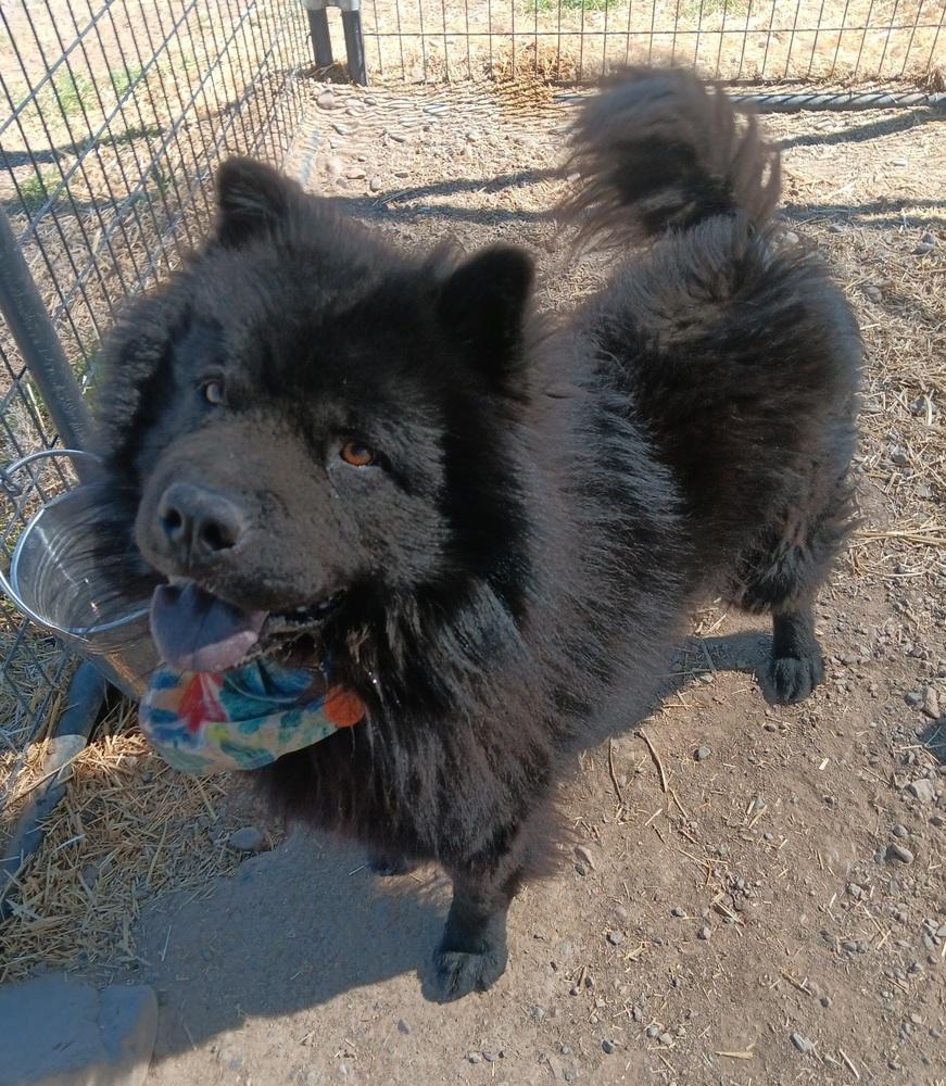 Enlarge Serious, a Adoptable Chow Chow in Challis, ID image 2/5