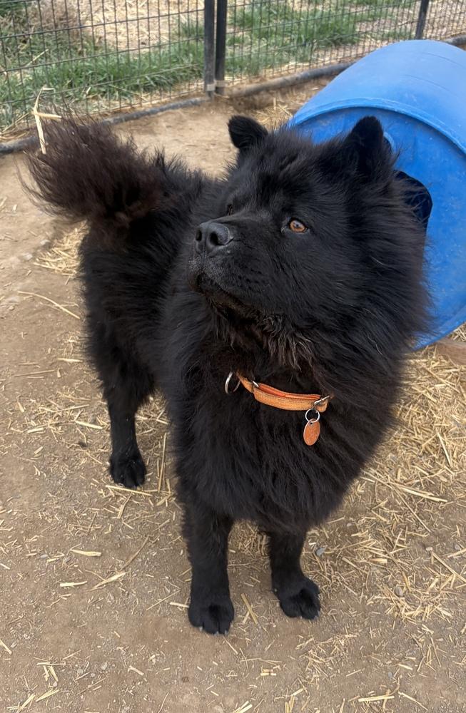 Enlarge Serious, a Adoptable Chow Chow in Challis, ID image 3/5