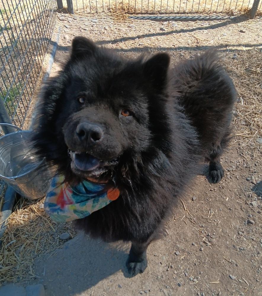 Enlarge Serious, a Adoptable Chow Chow in Challis, ID image 4/5