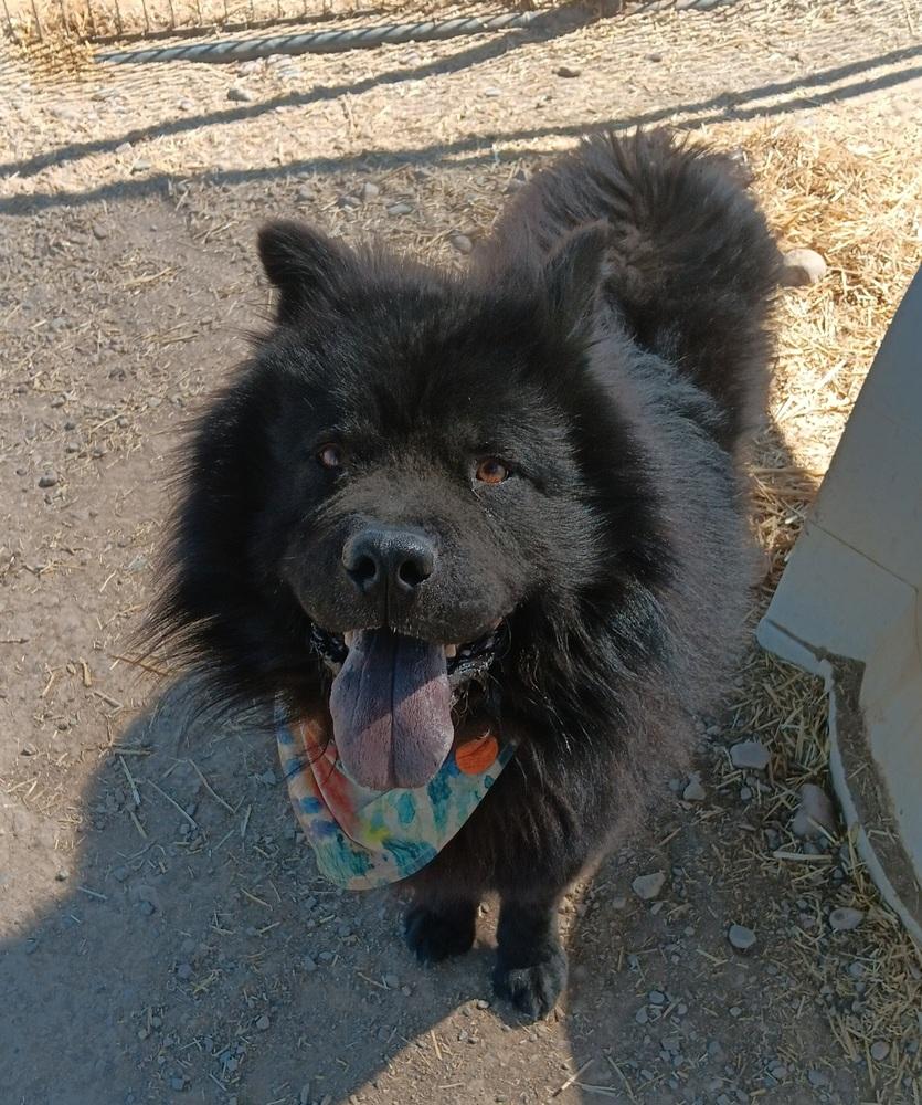 Enlarge Serious, a Adoptable Chow Chow in Challis, ID image 5/5