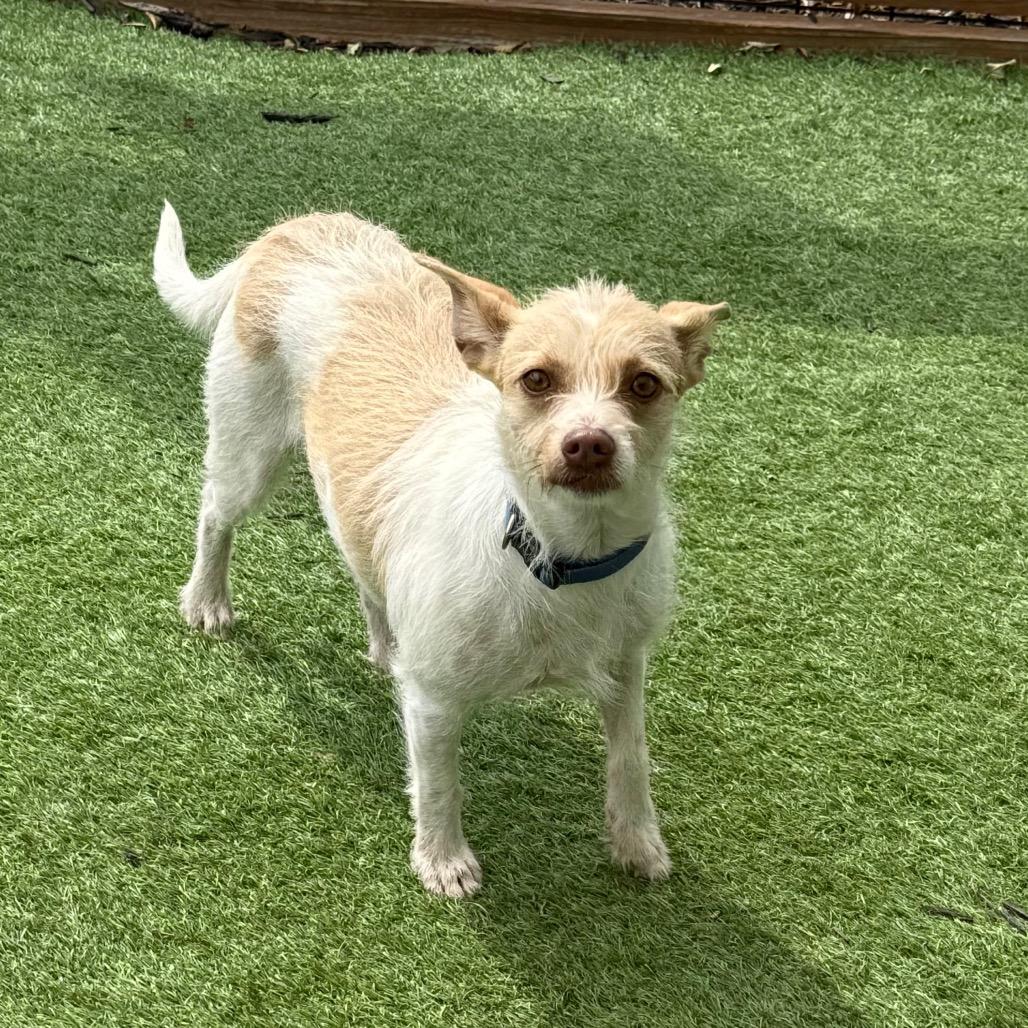 Willow 26-05-066, Adoptable, Adult Female Wirehaired Terrier.