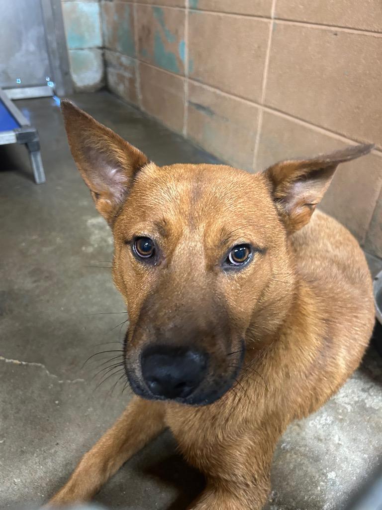 Ted, Adoptable, Young Male Shepherd.