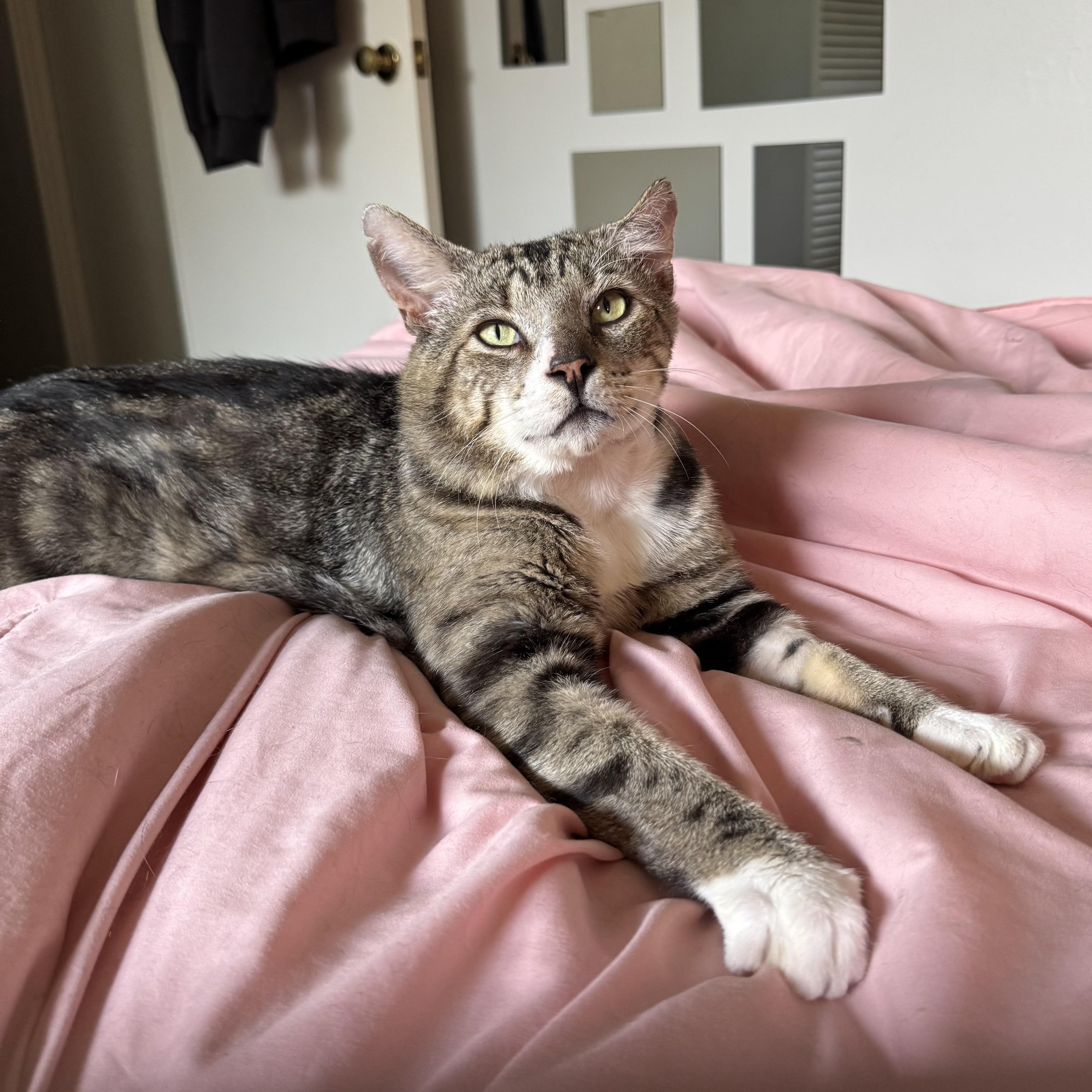 Silver, Adopted, Adult Male Tabby.